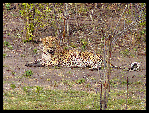 leopard